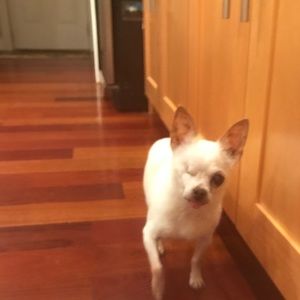 Meet your Posher, Renee